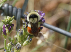 Bombus huntii