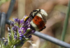Bombus huntii