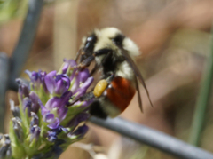 Bombus huntii