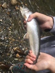 Salvelinus malma