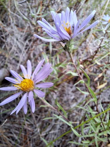 western meadow aster (Symphyotrichum campestre var. campestre)