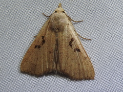 Scolecocampinae