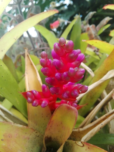 Aechmea weilbachii