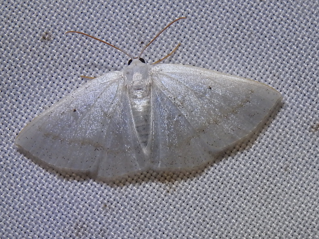 Lomographa argentata