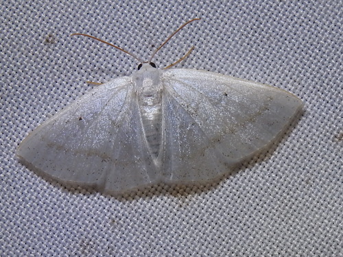 Lomographa argentata