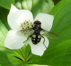 Sericomyia lata