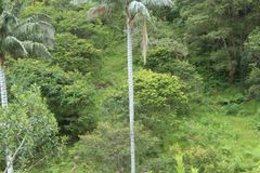 Ceroxylon quindiuense