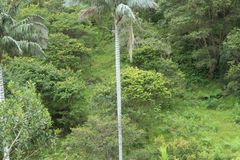 Ceroxylon quindiuense