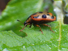 Chrysomela mainensis