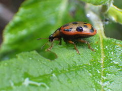 Chrysomela mainensis