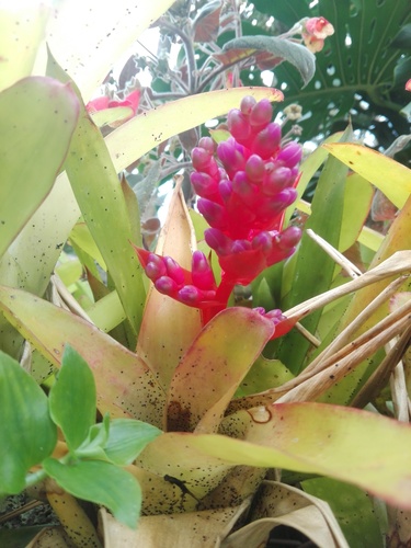 Aechmea weilbachii