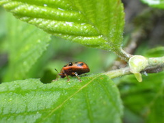 Chrysomela mainensis