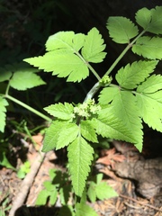 Osmorhiza depauperata