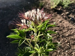 Polanisia dodecandra trachysperma