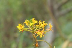 Epidendrum aura-usecheae