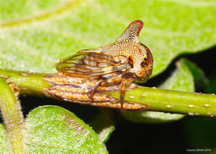 Umbonia