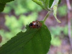 Chrysomela mainensis