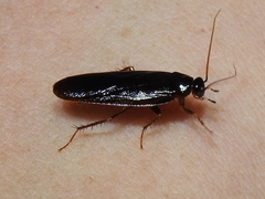 Ischnoptera