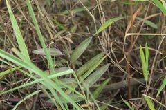 Epidendrum aura-usecheae