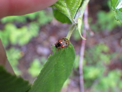 Chrysomela mainensis