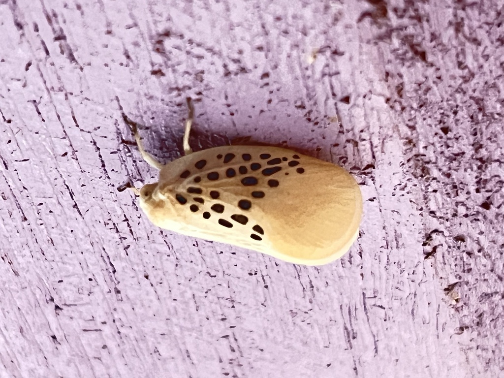 Poekilloptera phalaenoides parca