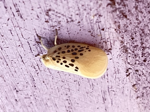 Poekilloptera phalaenoides parca