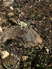 Noccaea fendleri