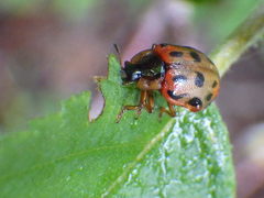 Chrysomela mainensis