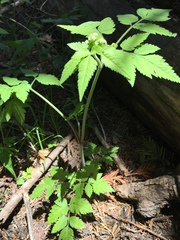Osmorhiza depauperata
