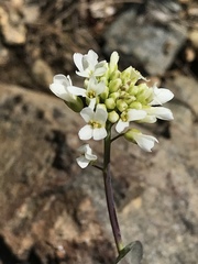 Noccaea fendleri