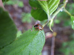 Chrysomela mainensis
