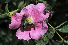 Acmaeodera connexa