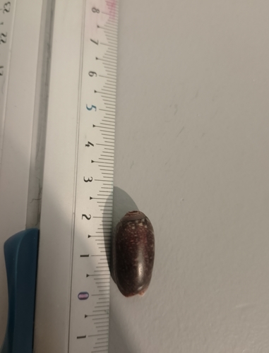 Oliva esiodina observed 2024-09-28