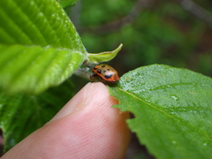 Chrysomela mainensis