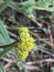 Sanicula tuberosa