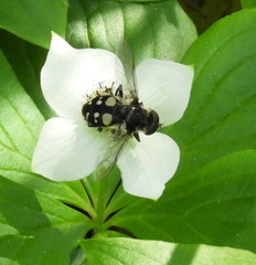 Sericomyia lata