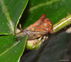 Umbonia