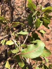 Ochna pretoriensis