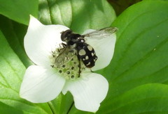 Sericomyia lata