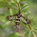 Synanthedon bibionipennis - Photo (c) Benjamin Schwartz, μερικά δικαιώματα διατηρούνται (CC BY-NC), uploaded by Benjamin Schwartz