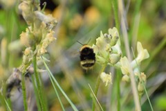 Bombus mckayi