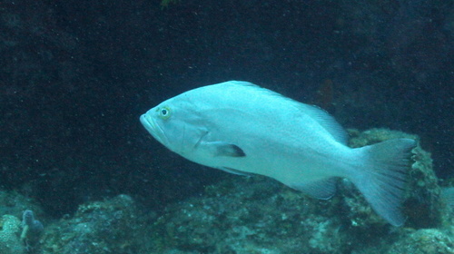 Blake (Mycteroperca interstitialis) — Serranidae — 5
