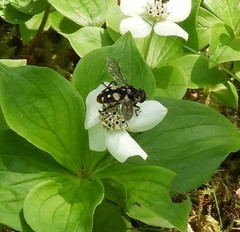 Sericomyia lata
