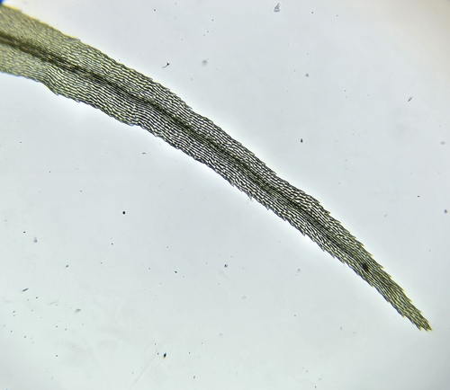 Image of Crisped Fork-Moss (Dicranum bonjeanii) by (c) Helen Waterman, some rights reserved (CC BY)