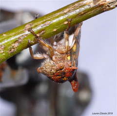 Umbonia