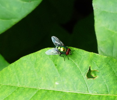 Lucilia illustris
