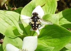 Sericomyia lata