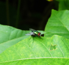 Lucilia illustris