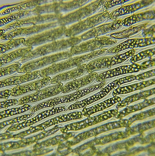 Image of Dicranum bonjeanii by (c) Helen Waterman, some rights reserved (CC BY)
