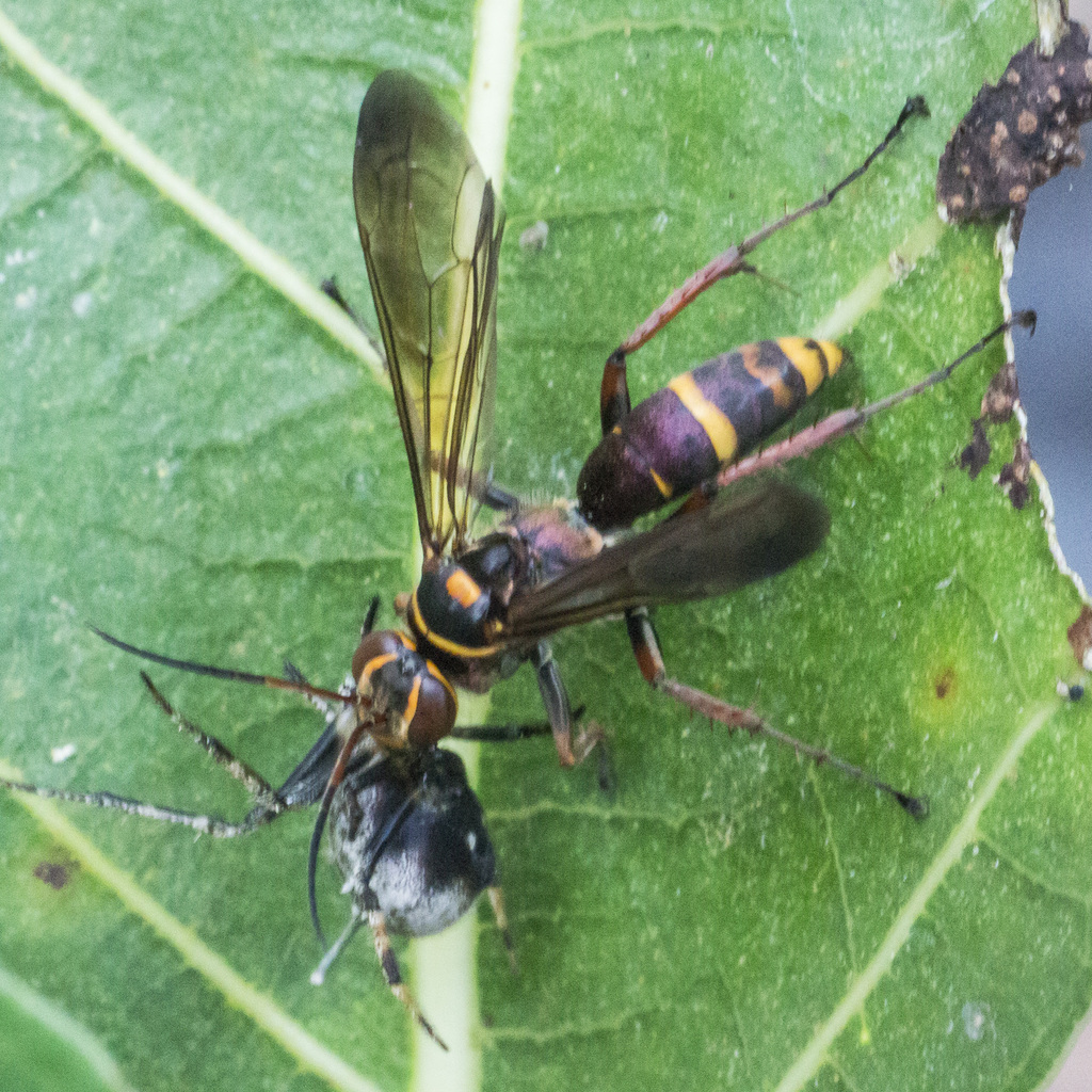 Episyron vagabundus
